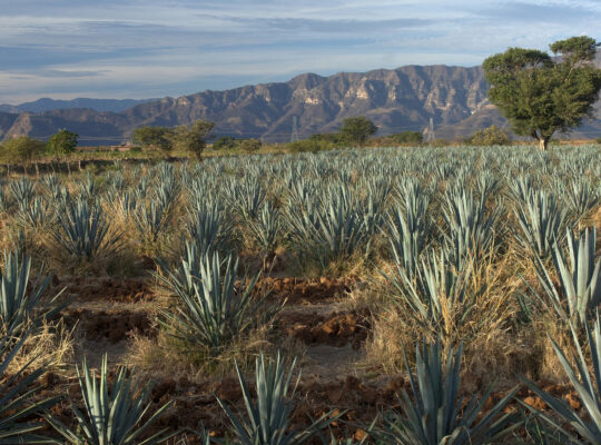 Tequila vai gerar créditos de carbono!