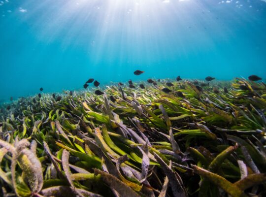 Os Primeiros Créditos de Carbono de Ervas Marinhas da Europa