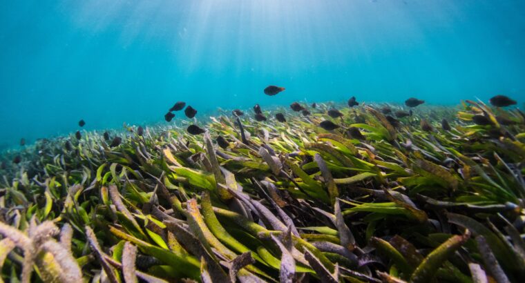 Os Primeiros Créditos de Carbono de Ervas Marinhas da Europa