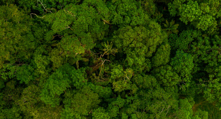 A startup que quer colocar a Amazônia na bolsa canadense